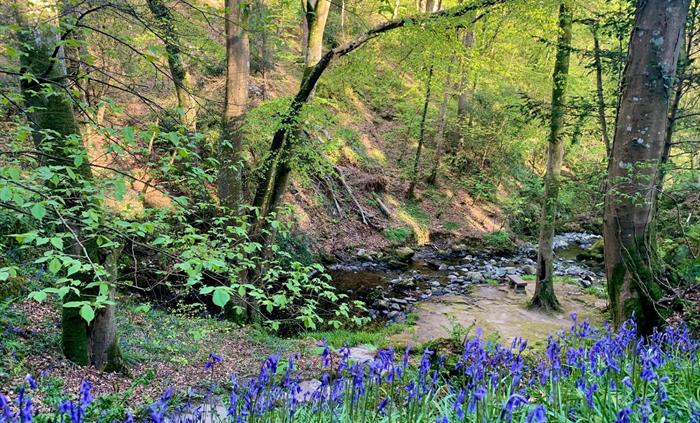 Bluebells & 39 Steps, Plas Cadnant, Spring by Patrick Davies